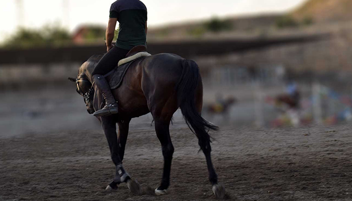 best riding clubs in tehran alghadir